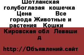 Шотланская голубоглазая  кошечка › Цена ­ 5 000 - Все города Животные и растения » Кошки   . Кировская обл.,Леваши д.